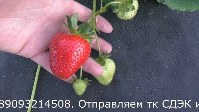 Эвис Делайт ремонтантный сорт клубники