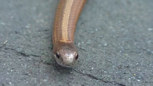 красная змея