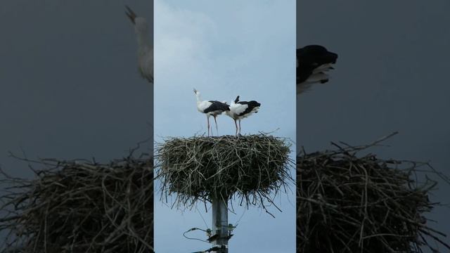 Аисты. Калужская область