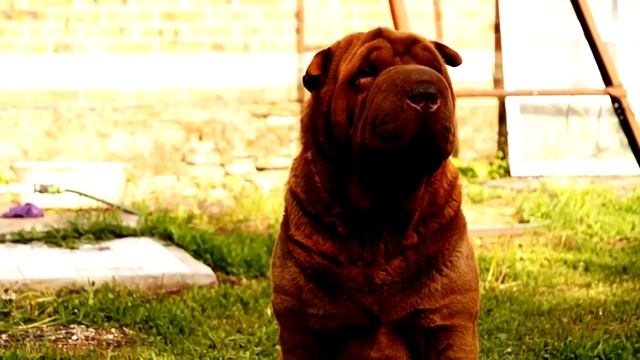 Sony SLT-A37 Alpha video test