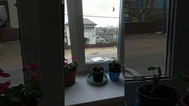 герань пеларгония на даче shorts