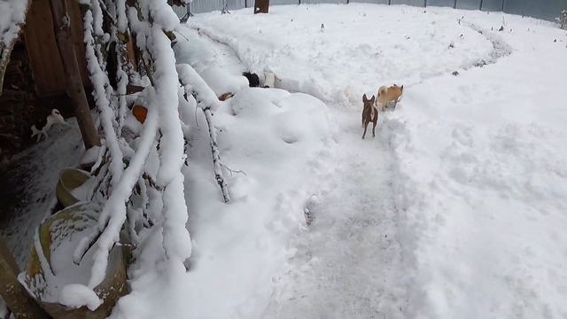 #VLOG 04/01/2021 ПОМОШНИК УЕЗЖАЕТ = НЕ ПРЕДСТАВЛЯЮ КАК БУДУ ВСЕ УСПЕВАТЬ ?#ПИТОМНИКМАРИМИСТИКчихуа