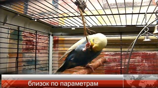 Освещение для волнистых  попугайчиков. Lighting for budgies.