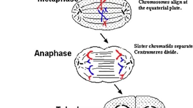 Teach Me Bout Mitosis