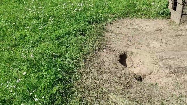 Прибавление ?, строим навес?, не хочу козлят?, куда сажать телят? ?