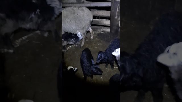 про рамоновский овци и ягнята для начинающих