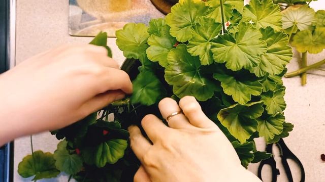 Комнатные растения. Черенкуем пеларгонию.   #комнатныерастения #комнатныецветы #обзор