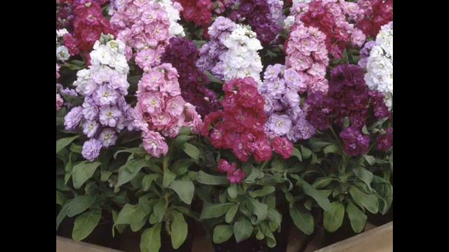 Flower Brought From The Planet Levkoy