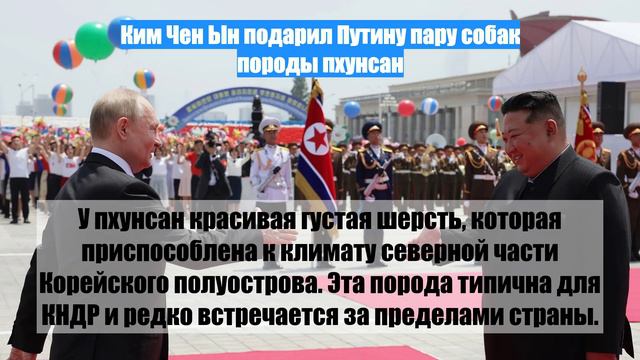 Ким Чен Ын подарил Путину пару собак породы пхунсан