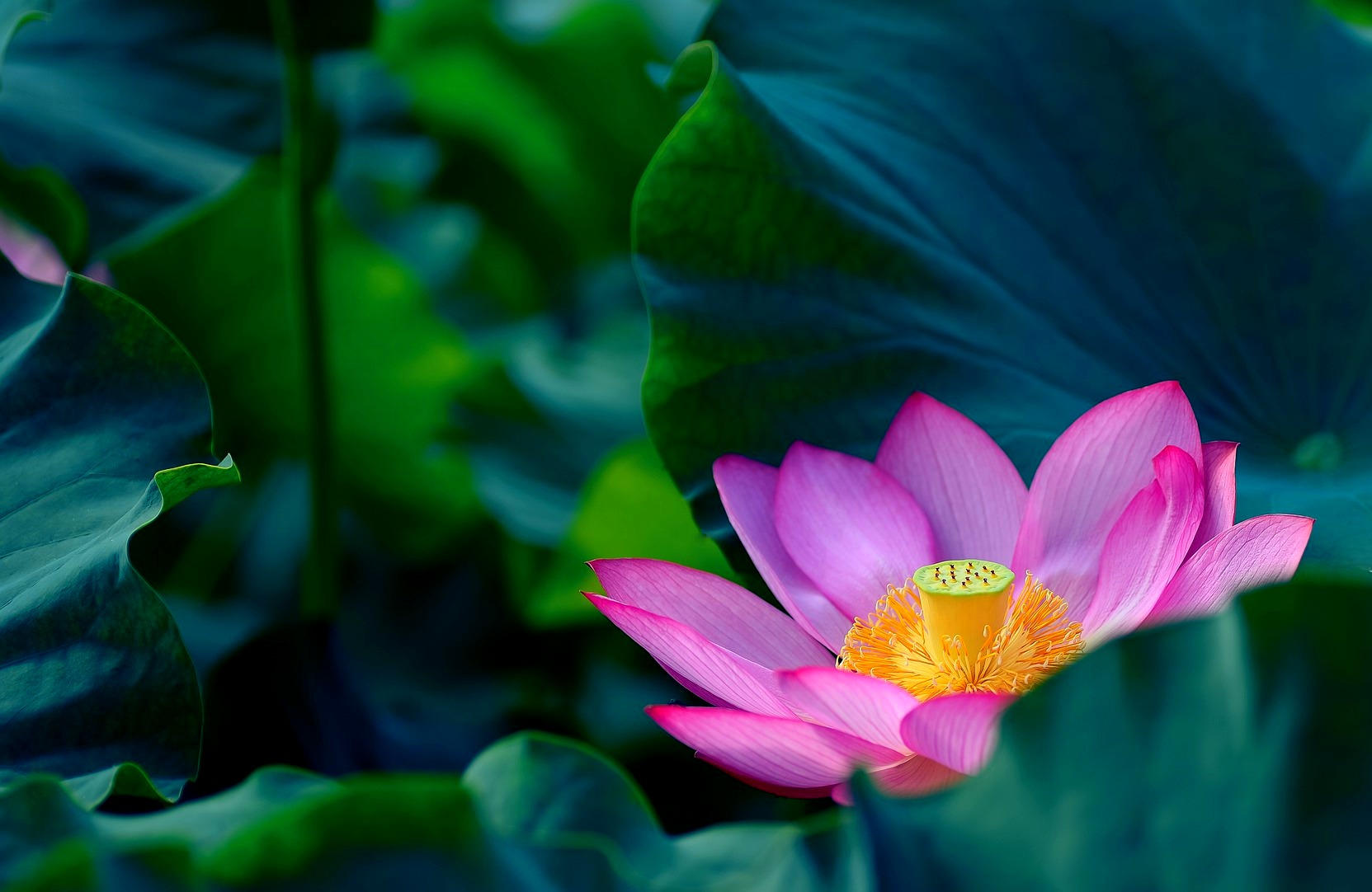 Священный лотос