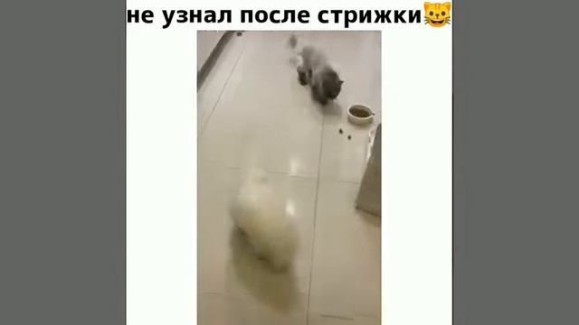 Кот не узнал своего друга после стрижки.