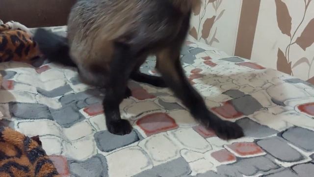 ЛисЯша и Леся игры перед сном