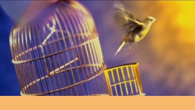 История "птица со страданиям". Видео на чеченском языке.