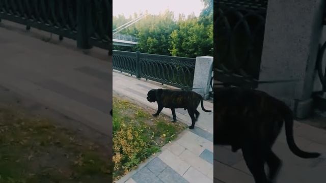 «Ленивый, хитрый, забавный» Оскар