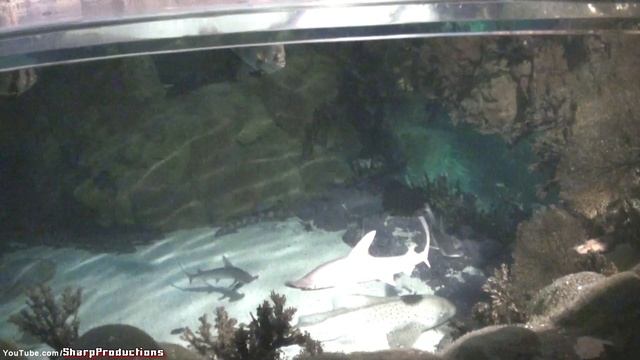 Shark Encounter SeaWorld San Diego