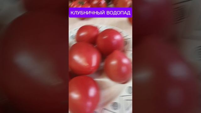 Томаты СЕВЕРНАЯ корона ,Клубничный водопад Король ананас .mp4