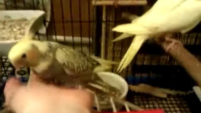 Птенец кореллы, выкормыш, ручной.