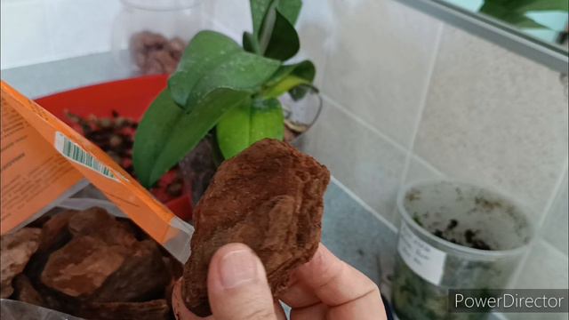 Стимулирующая к цветению пересадка орхидеи🌺