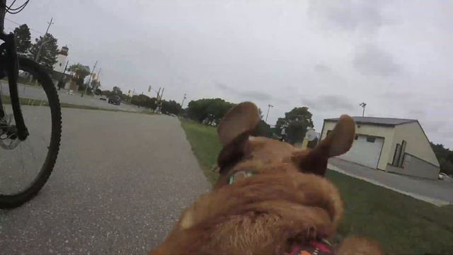 Fox Red Labrador Zoe Bike Ride - Taking My Dog For A Bike Ride