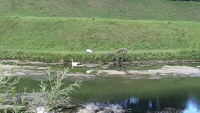 Danimarka Kopenhag Doğal Yaşam, Yabani kazlar,Kuğular,Nilüfer çiçeği, Nuphar Lutea