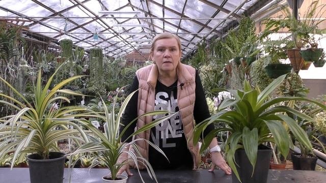 Панданус.