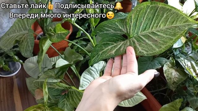 Не делайте ТАК?О размножении Сингониумов?Конфетти?Новички без карантина?Кротон?Аглаонема?Диффенбахи