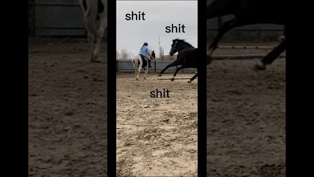 Врезалась лошадь?!…shit 😅😱 #конники #верховаяезда #конныйспорт #коноблог #лошади #equestrian #meme
