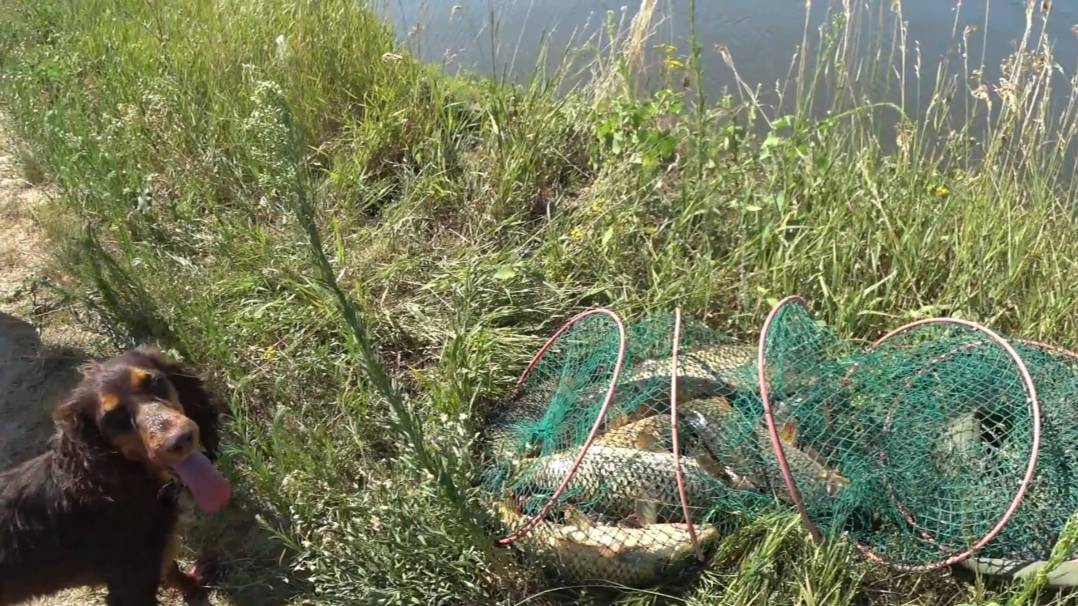 Рыбалка на сазана в Астраханской области. Отличный клев.