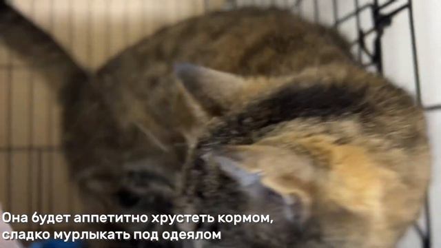 БУЛАВКА
