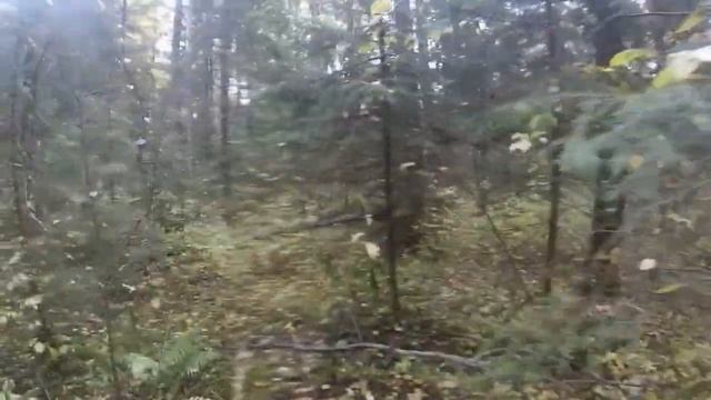 Далеко не ушёл!