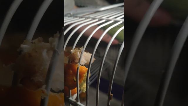 Амурчик волнистый попугайчик кормит одномесечного птенца девочку .