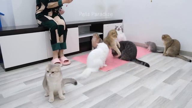 New Funny Cat and Dog Videos 😹🐶 Funniest Animals 🤣 Part 3