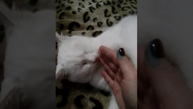 Кот Борис