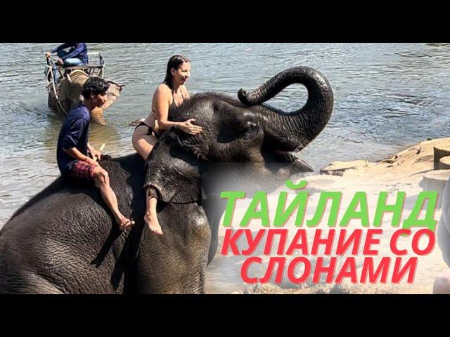 Купание со слонами, катание на слонах. Тайланд 2024 г.