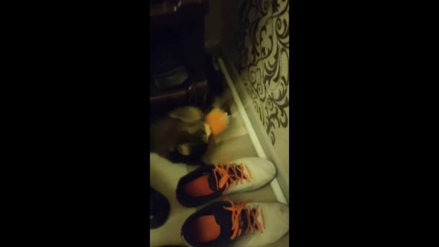 разговор во сне кот#3