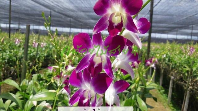กล้วยไม้หวายนิ้วคละ 8 สี จากกล้วยไม้สาย4 (Mixed 8 Color Young Dendrobium Orchid Plants)