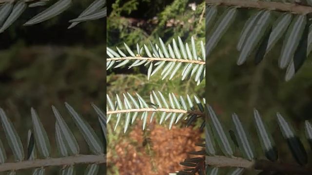 Tsuga heterophylla