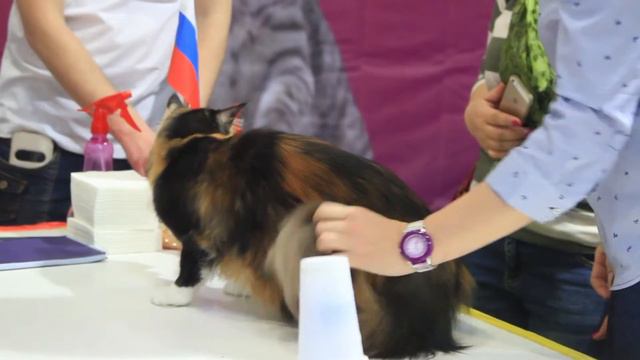 WCF Международная выставка кошек  Весенний АлмаКот 2017. Часть 1