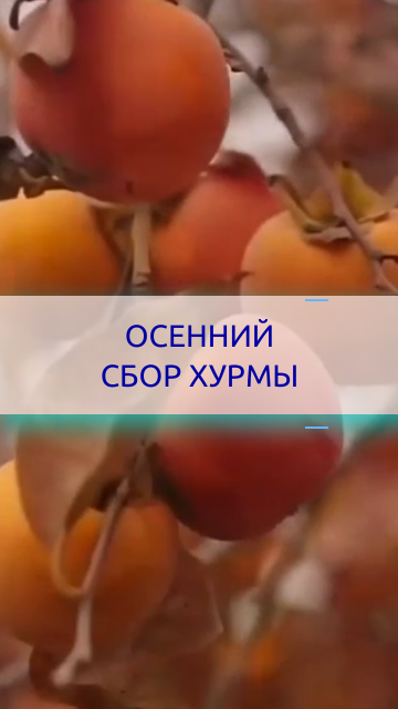 Сбор хурмы / Пора переехать в Сочи. Отзывы переехавших на юг для Агентства недвижимости Мечты у моря