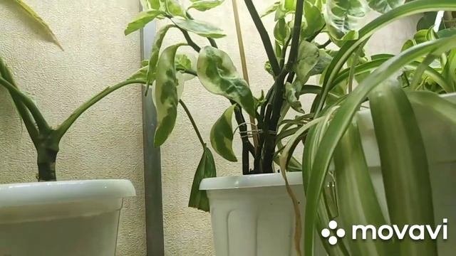 Комнатные цветы. Ужас !!! Обратная сторона цветоводства .