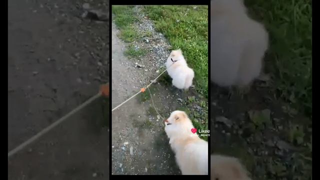 Like_7404345520042649597.mp4