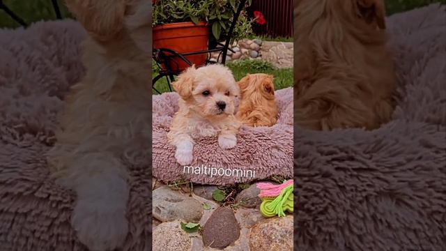 💕🤗малыши мальтипу размер ти-кап и мини -Джастин и Джема Пьер    подробнее www.maltipoomini.ru