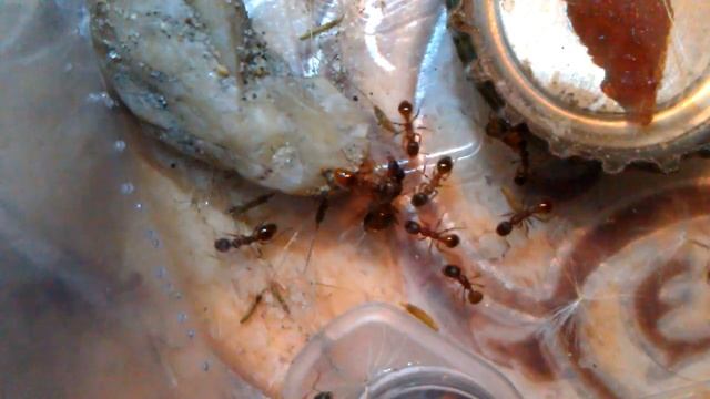 Спаривание матки Myrmica SP в домашних условиях! Ants at home ?4