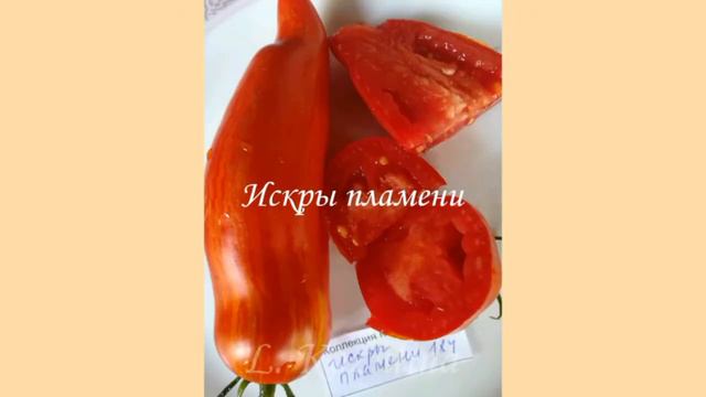 Томаты для любителей вкусненького. Большие и вкусные!