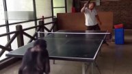 Обезьяна играет в теннис.