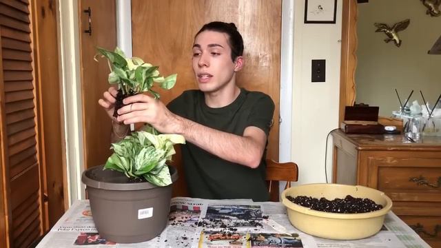 Make Small Pothos & Philodendron Pots into HUGE Baskets Fast! | Ft. Neon & Marble queen Pothos