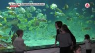 Знатоки подводных глубин в океанариуме «Акватика»