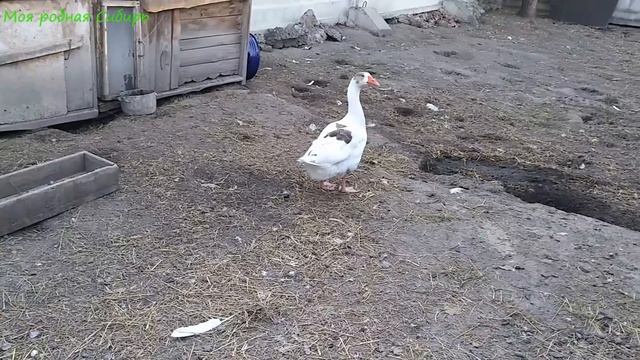 Гнездо Матильды заняла молодая гусыня и не пускает Матильду! Что делать?