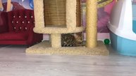 Бенгальские котята, Бурманские котята, Абиссинские котята