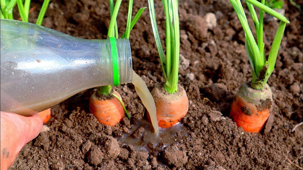 Чем подкормить морковь в июле чтобы выросли крупные, ровные и сладкие корнеплоды?